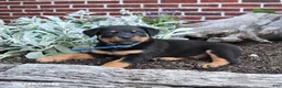 Rottweiler dogs for sale: Beau - Ad 2