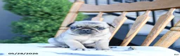 Pug dogs for sale: Lucy - Ad 4