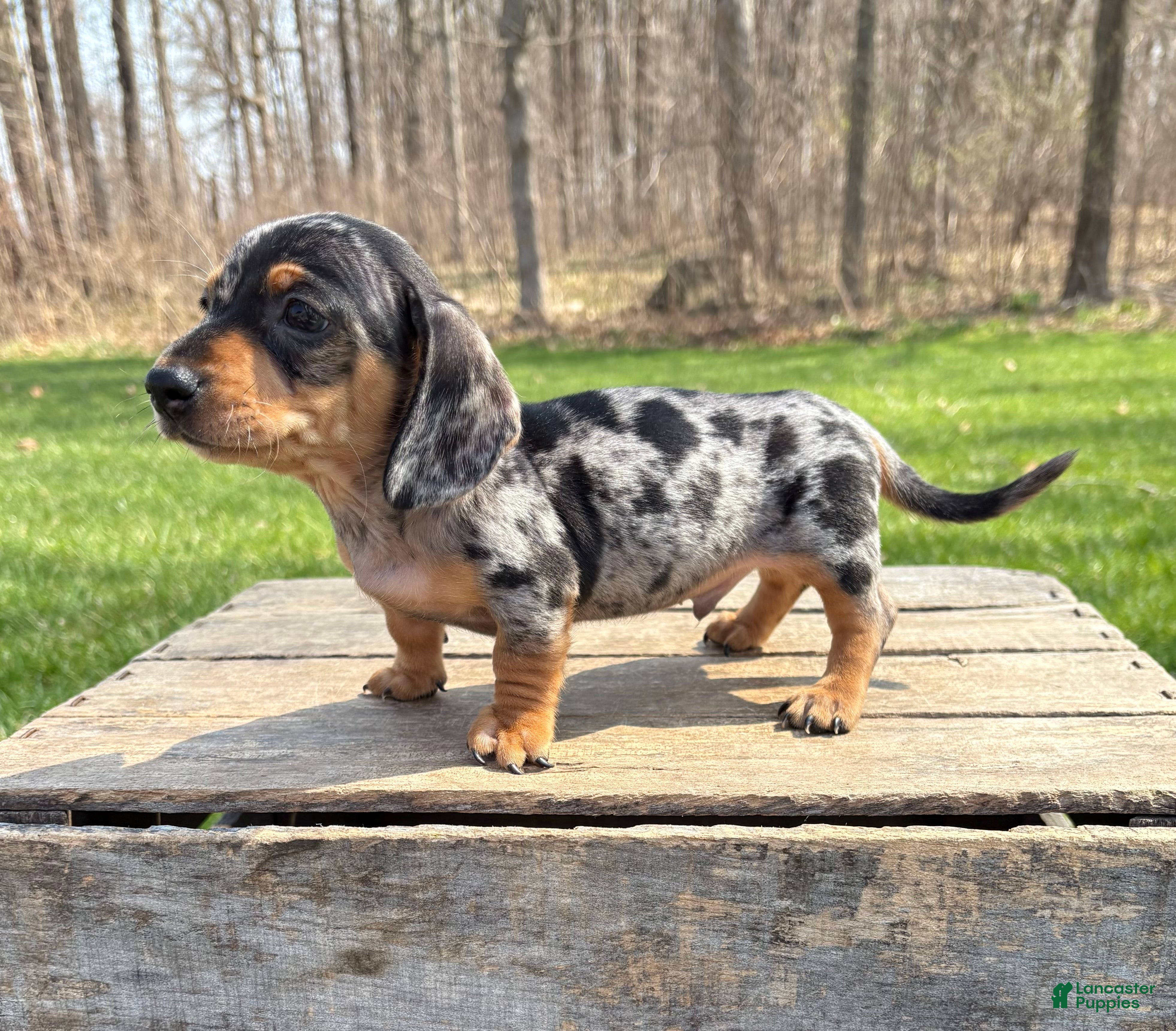 Dachshund dogs Tanner - Ad 2