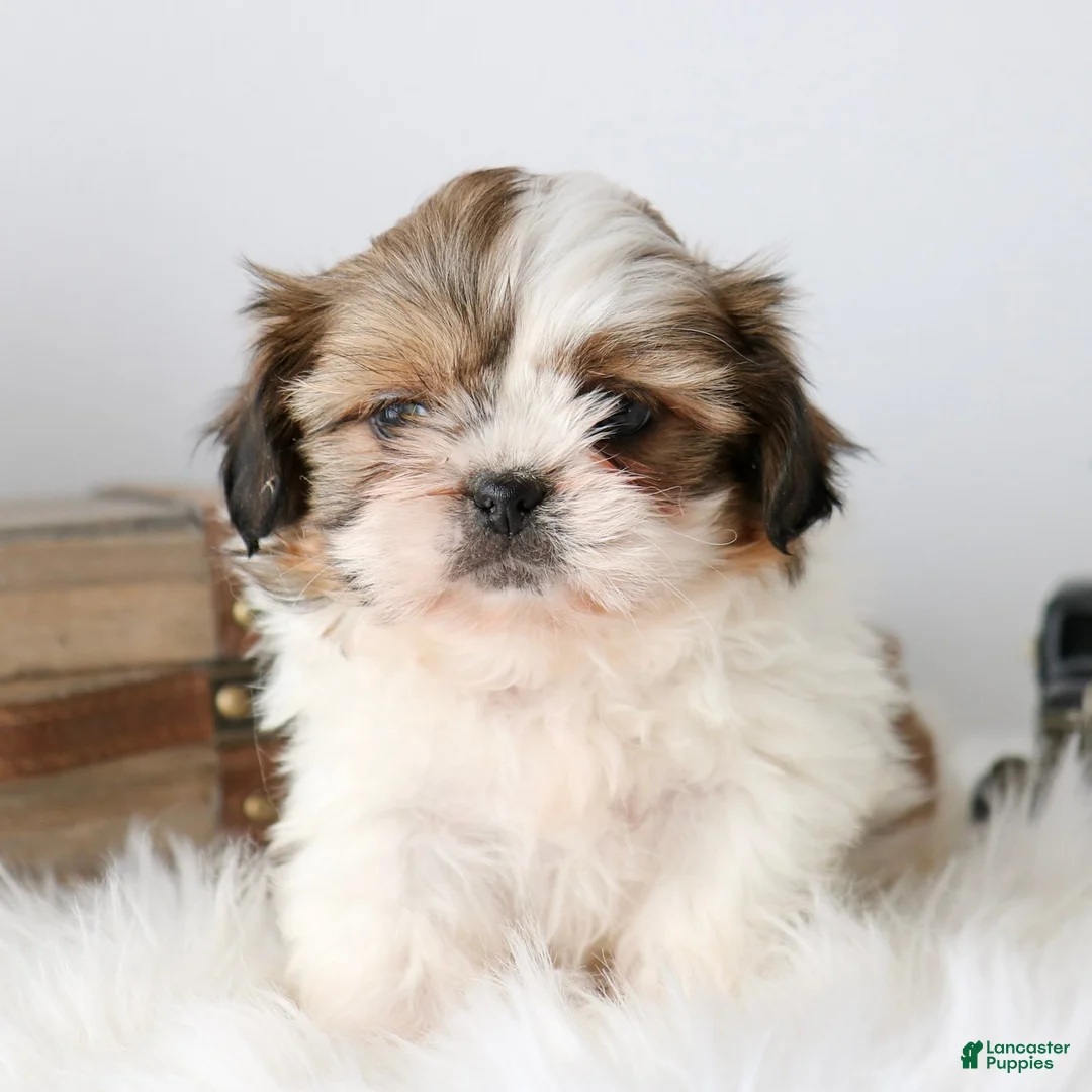 Shih Tzu dogs for sale: Sully  - Ad 1