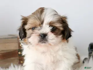 Shih Tzu dogs for sale: Sully - Ad 2