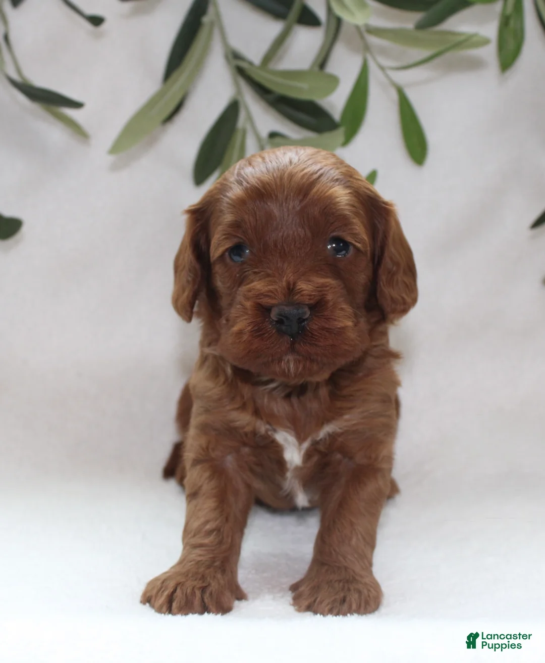 Cavapoo dogs for sale: Archie - Ad 3