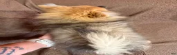 Pomeranian dogs for sale: Anne  - Ad 3