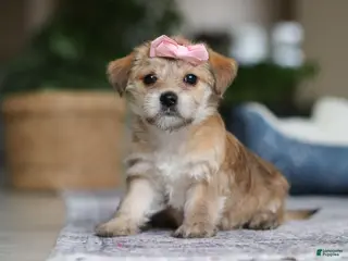 Morkie dogs Ina - Ad 9