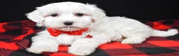 Maltese dogs for sale: Hector - Ad 2