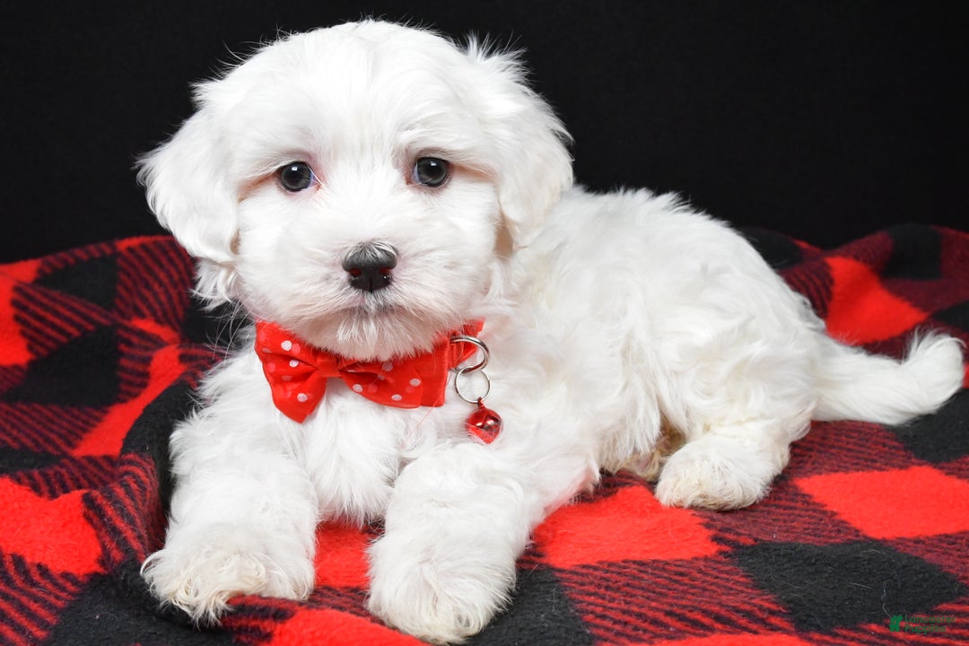 Maltese dogs for sale: Hector - Ad 2