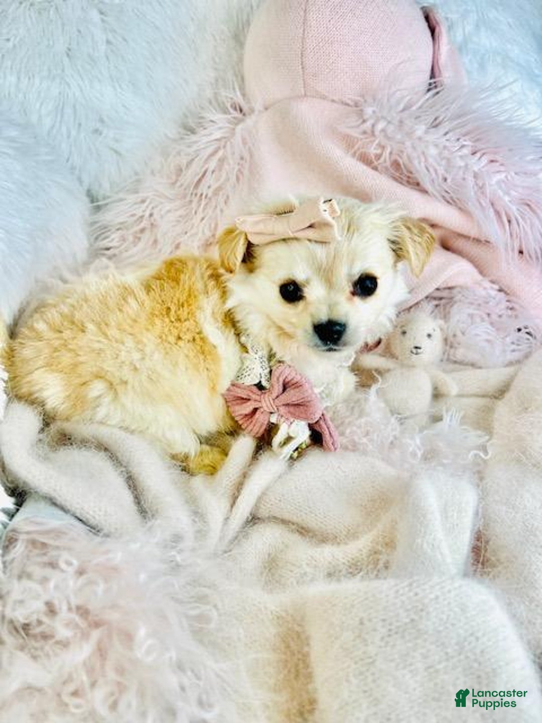 Pomchi dogs for sale: Pomchi Puppy 1 - Ad 3