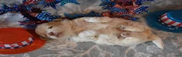 Havapoo dogs for sale: Calvin - Ad 2