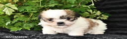 Shih Tzu dogs for sale: Daffy - Ad 4