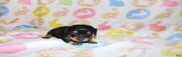 Miniature Dachshund dogs for sale: Hawk - Ad 3