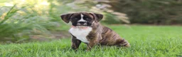 Boxer dogs for sale: Lacy - Ad 3