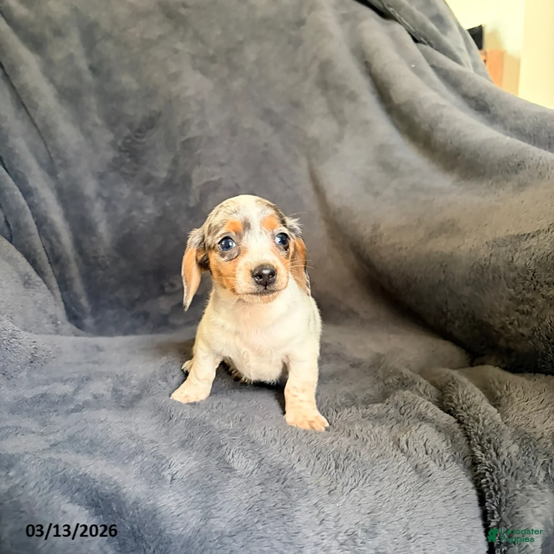 Miniature Dachshund dogs for sale: Jade - Ad 12