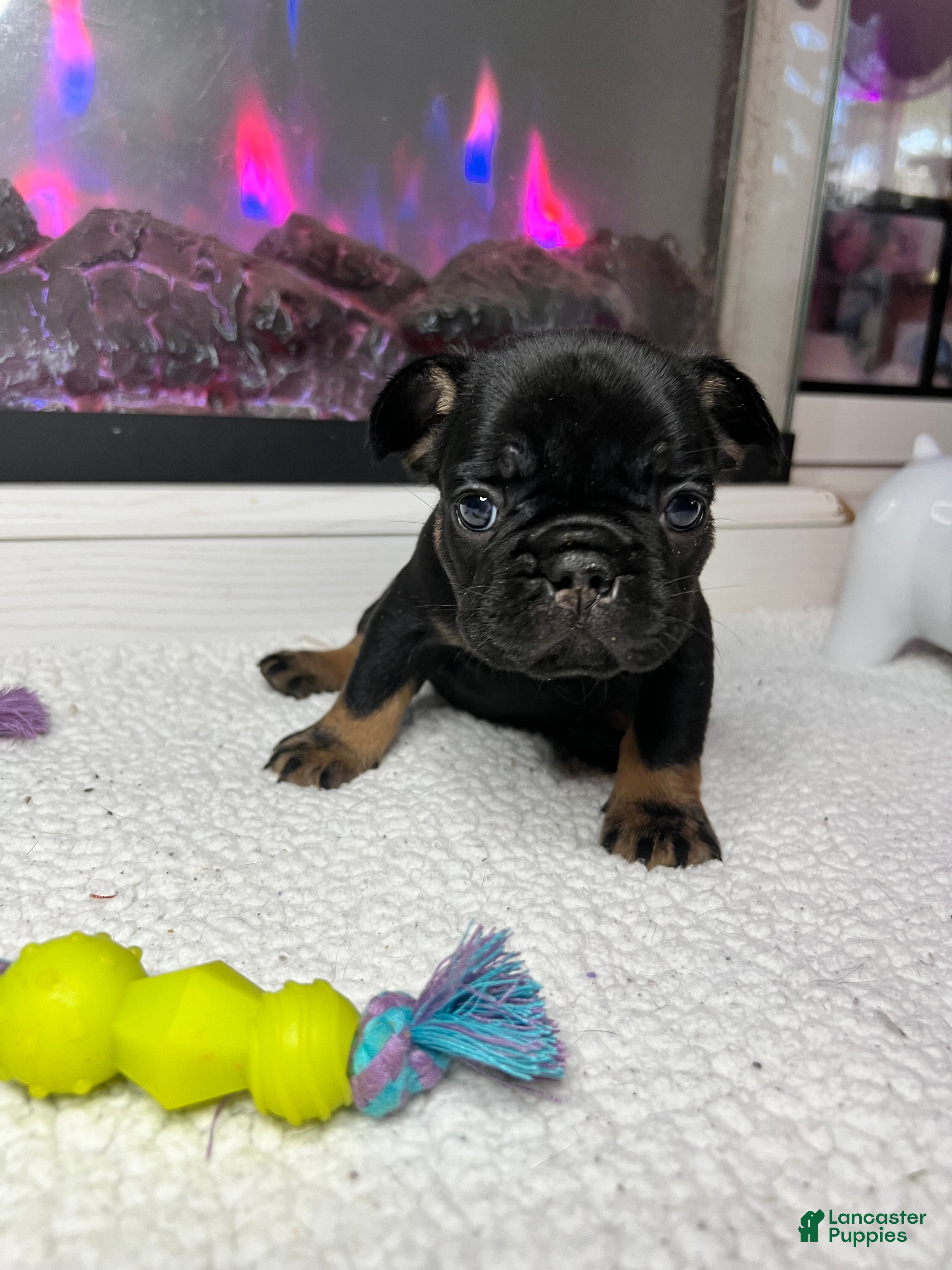 French Bulldog dogs Poppy - Ad 36