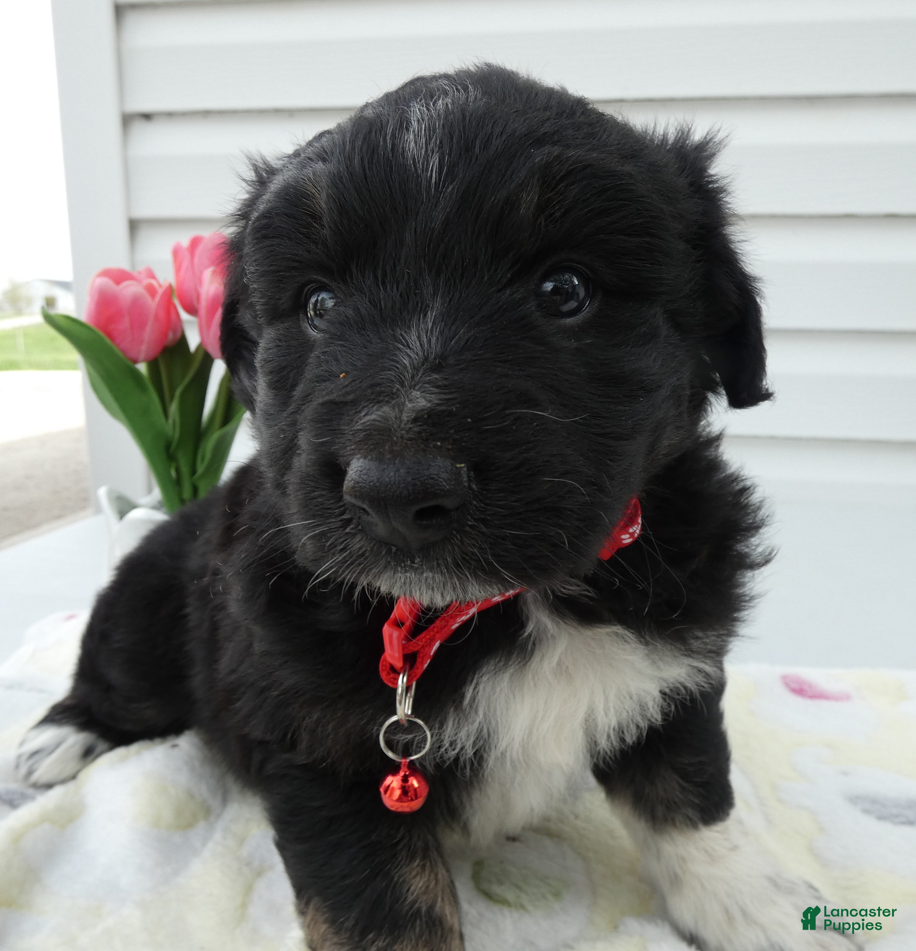 Miniature Australian Shepherd dogs for sale: Miniature Australian Shepherd Puppy 4 Star - Ad 3