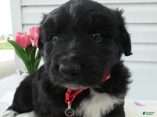 Miniature Australian Shepherd dogs for sale: Miniature Australian Shepherd Puppy 4 Star - Ad 3