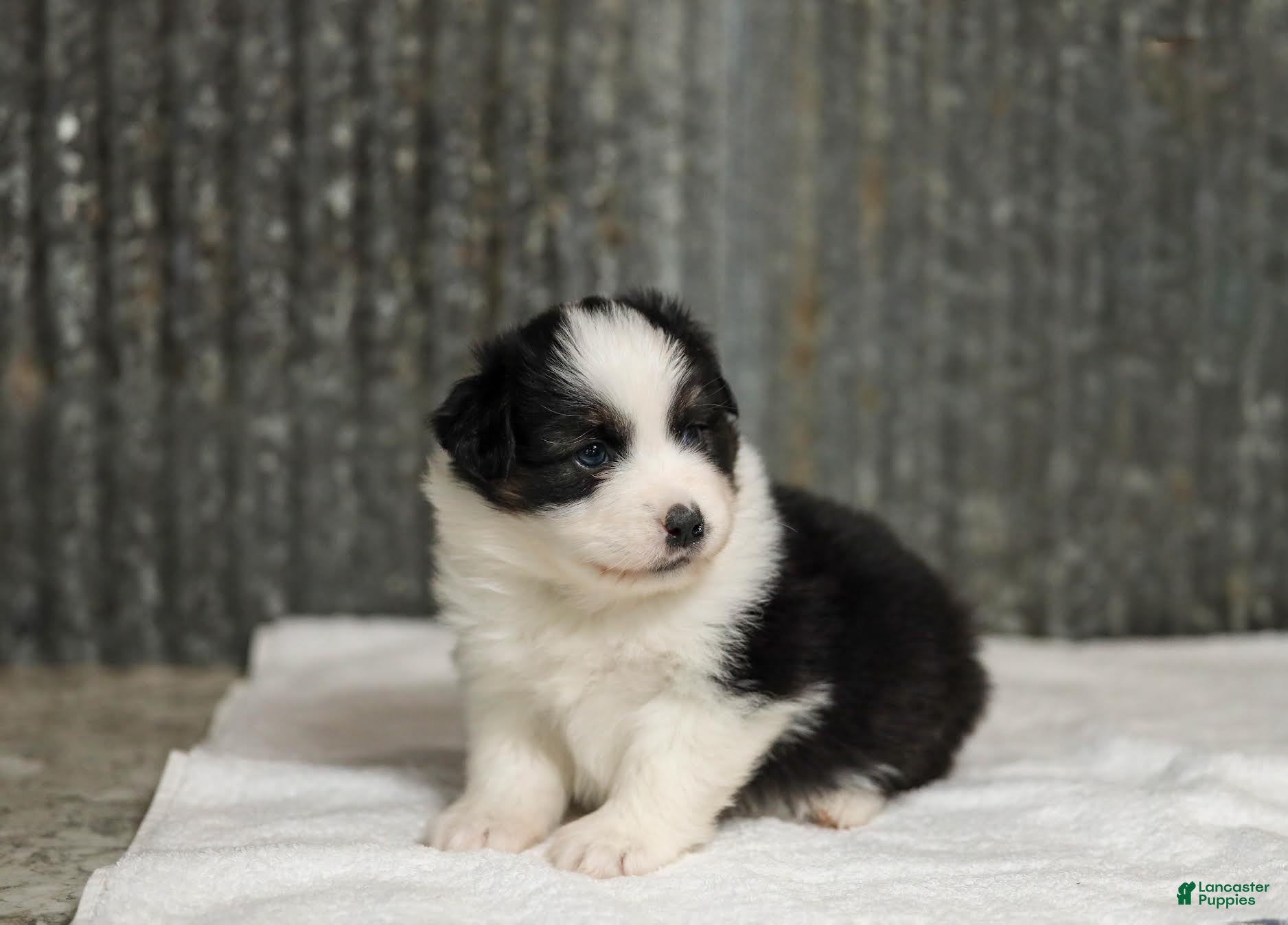 Miniature Australian Shepherd dogs Logan Miniature Australian Shepherd Puppy  - Ad 2
