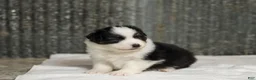 Miniature Australian Shepherd dogs for sale: Logan Miniature Australian Shepherd Puppy  - Ad 4