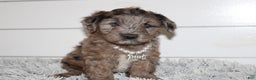 Yorkiepoo dogs for sale: FELIX - Ad 10