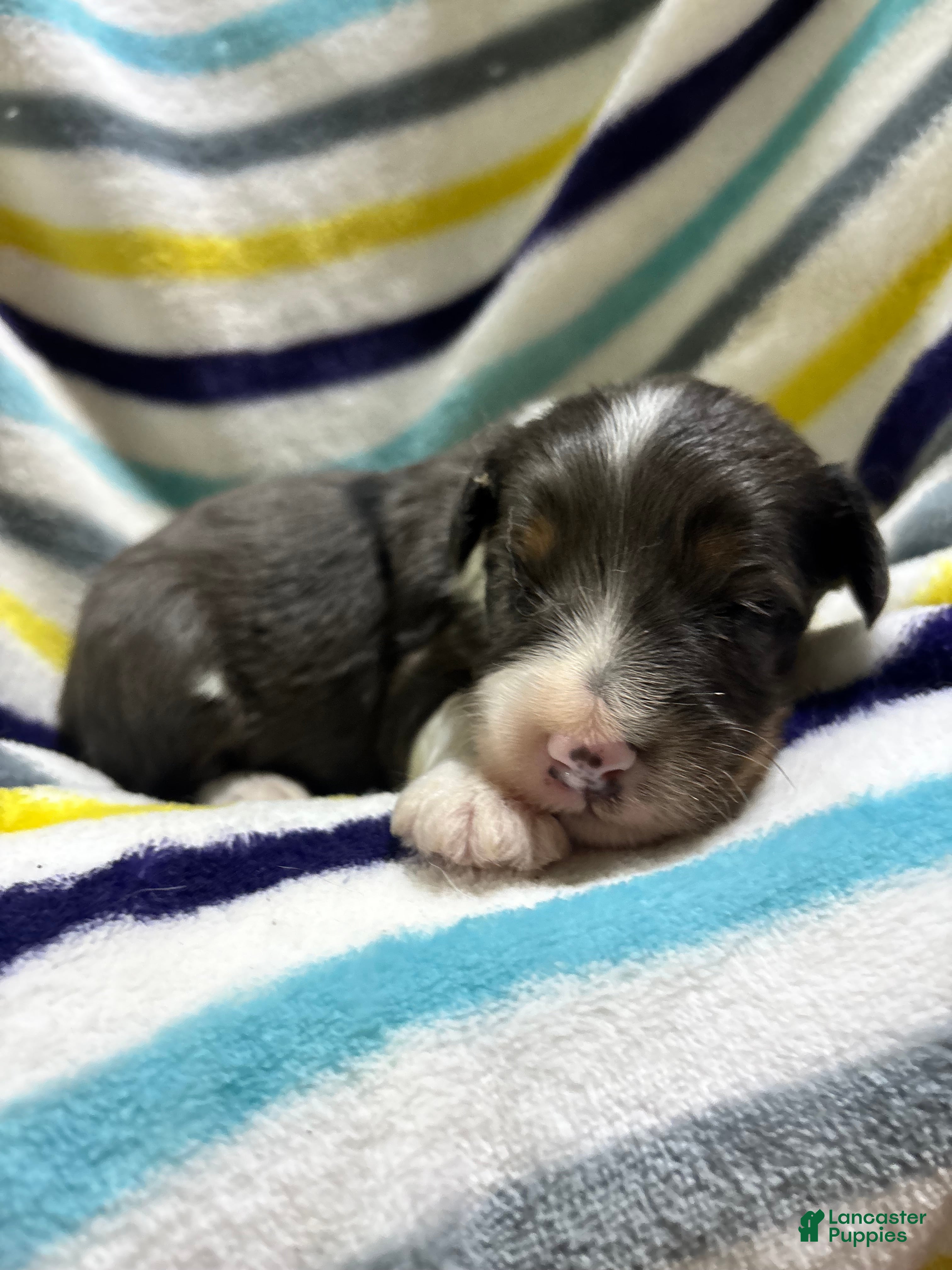 Mini Aussiedoodle dogs Hershey - Ad 1