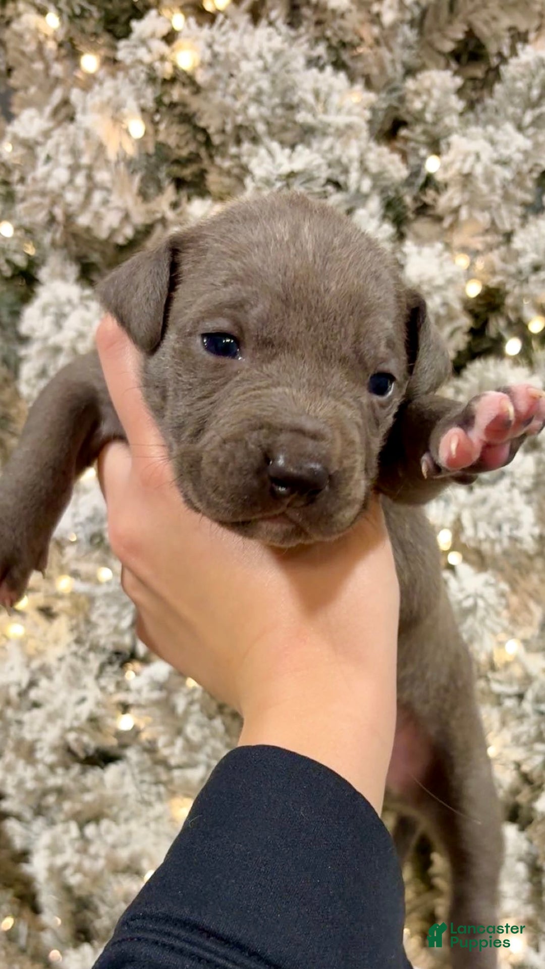 Mixed Breed dogs for sale: Ozzy 💙 - Ad 1