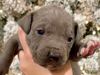 Mixed Breed dogs Ozzy 💙 - Ad 3