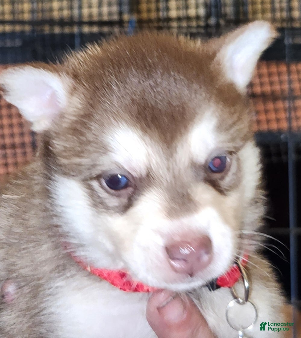 Alaskan Klee Kai dogs Alaskan Klee Kai 2 - Ad 7