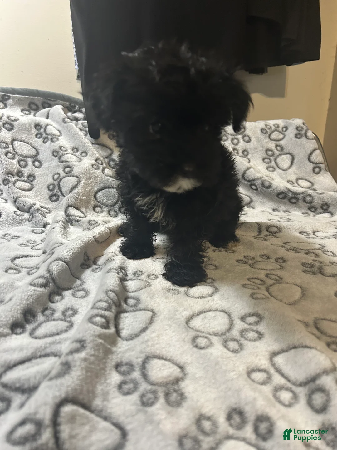 Yorkiepoo dogs for sale: Yorkiepoo Puppy 2 - Ad 2