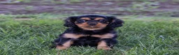Cavalier King Charles Spaniel dogs for sale: Waldo - Ad 9