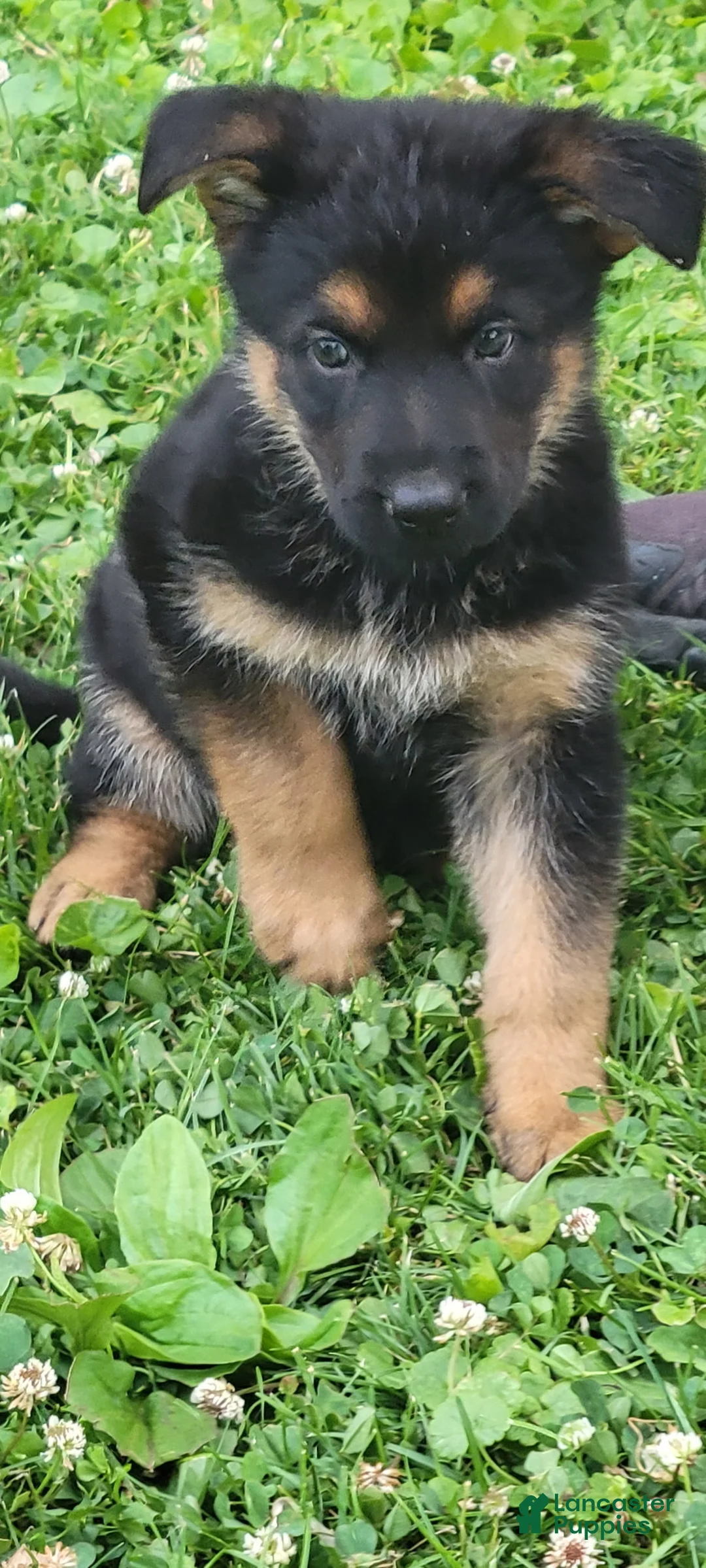 German Shepherd dogs for sale: Maggie - Ad 1