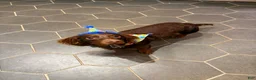 Miniature Dachshund dogs for stud: Richard Bartholomew  - Ad 3