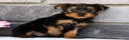Morkie dogs for sale: Otis - Ad 5