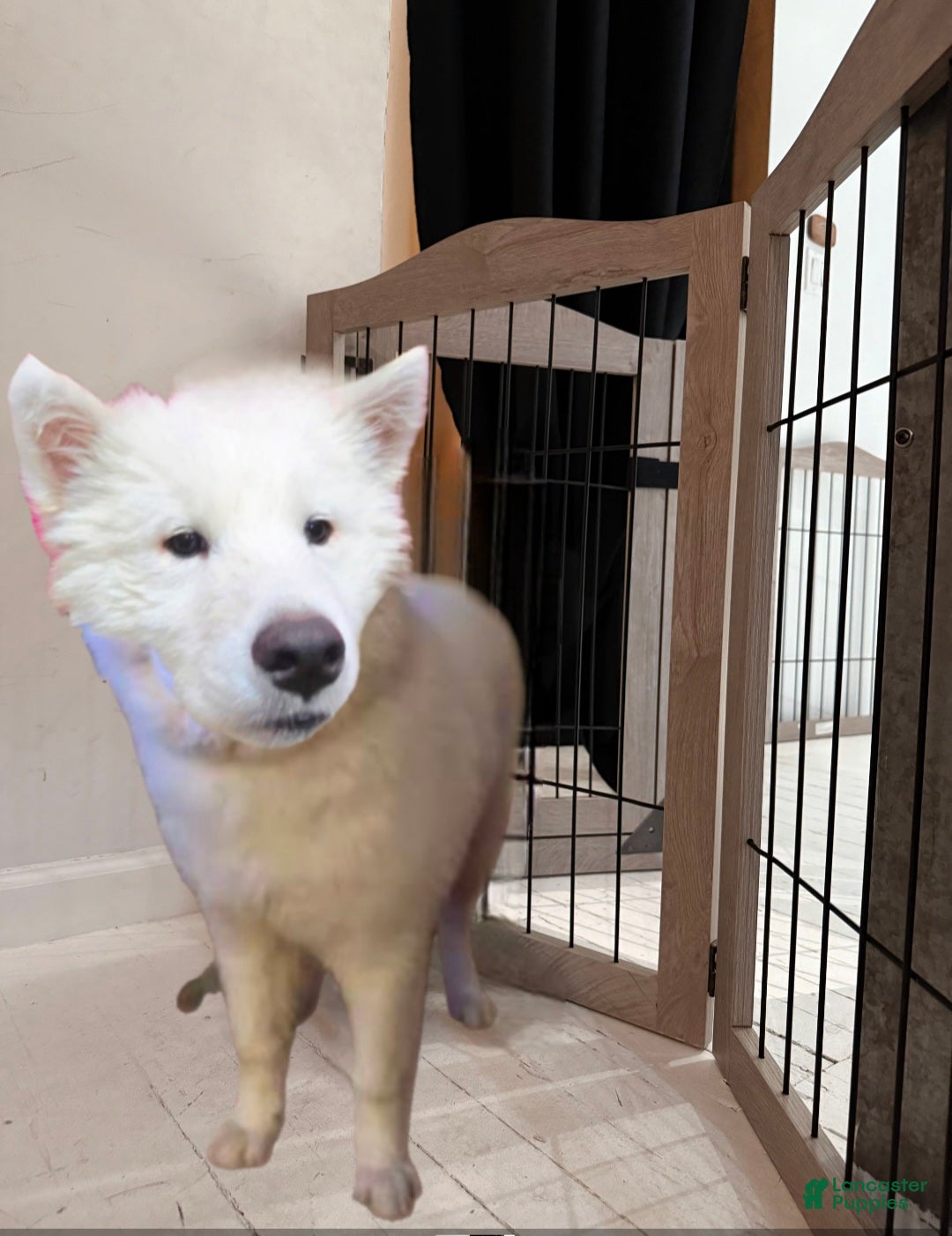Samoyed dogs for sale: Samoyed Mini - Ad 3
