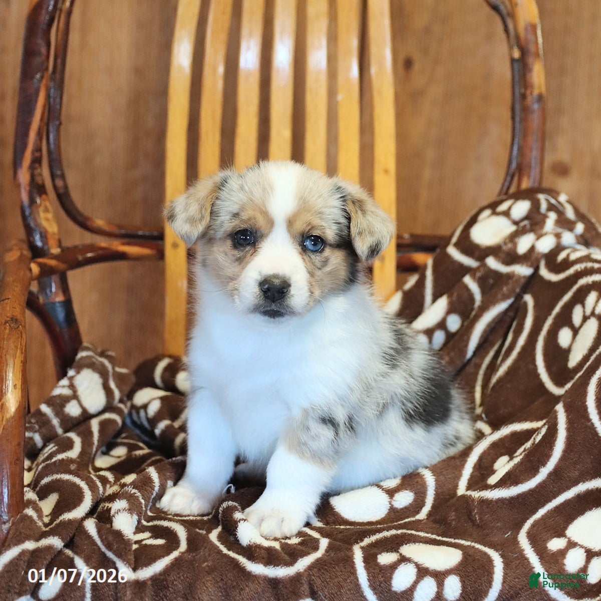 Mixed Breed dogs Ava  - Ad 9