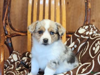 Mixed Breed dogs Ava - Ad 38