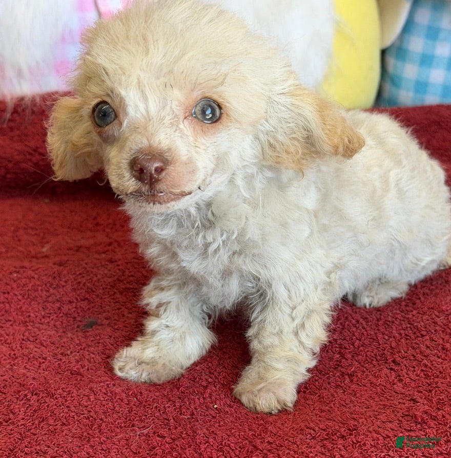 Toy Poodle dogs Tiny - Ad 5