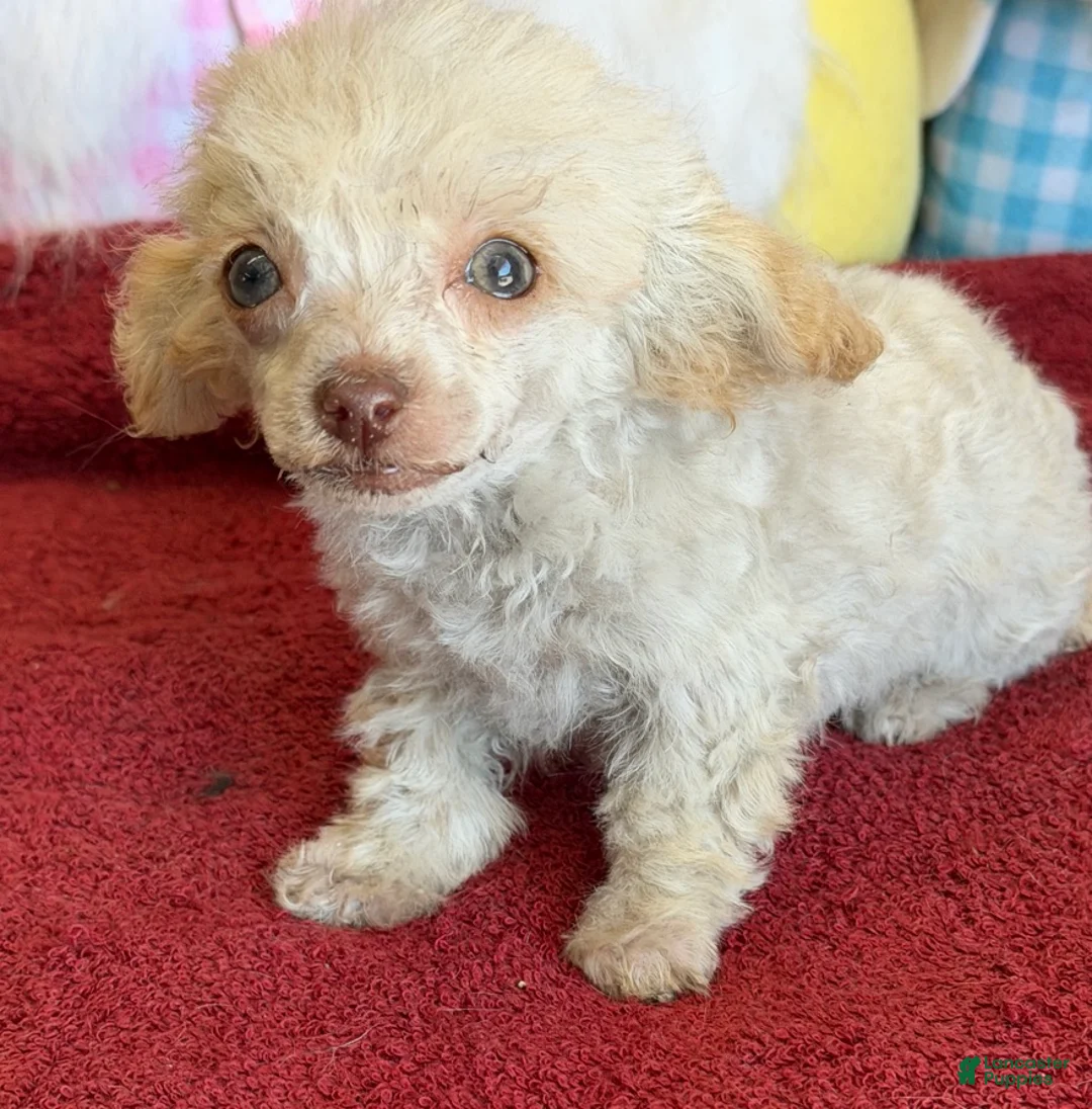 Toy Poodle dogs for sale: Tiny - Ad 1