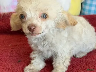 Toy Poodle dogs Tiny - Ad 5