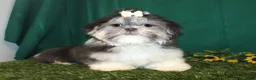 Shih Tzu dogs for sale: BitsyBaby - Ad 6
