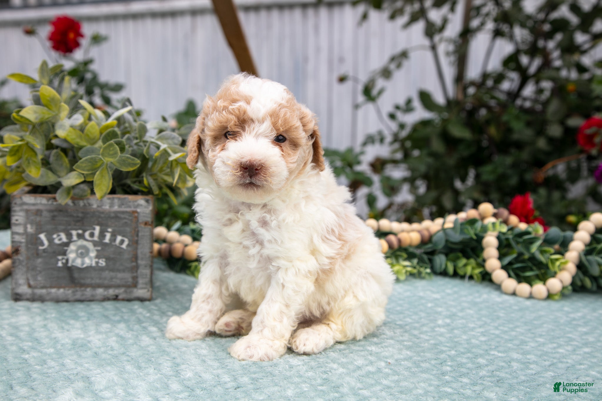 Miniature Poodle dogs Nash - Ad 8
