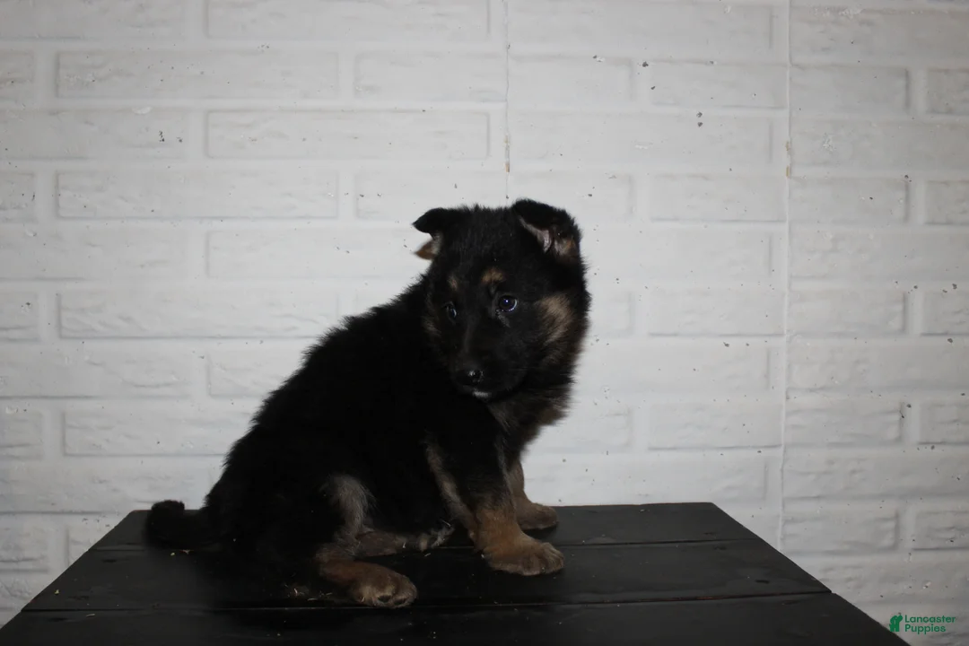 German Shepherd dogs for sale: Misty - Ad 12