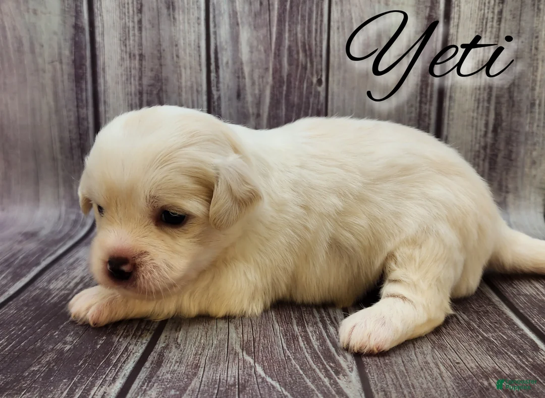 Mixed Breed dogs for sale: Yeti  - Ad 4