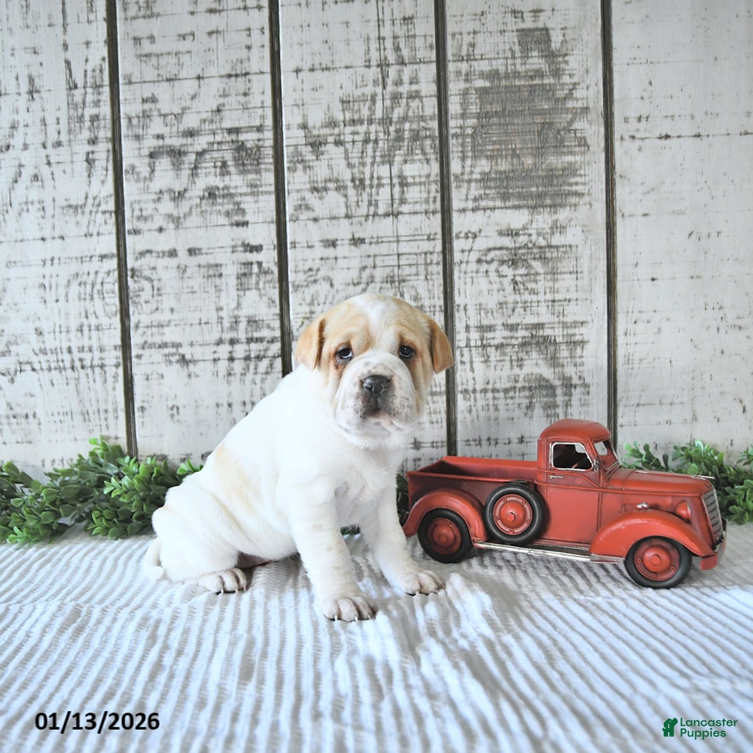 Mini Hippo dogs for sale: Destiny - Ad 5