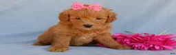 Mini Goldendoodle dogs for sale: Abby - Ad 5