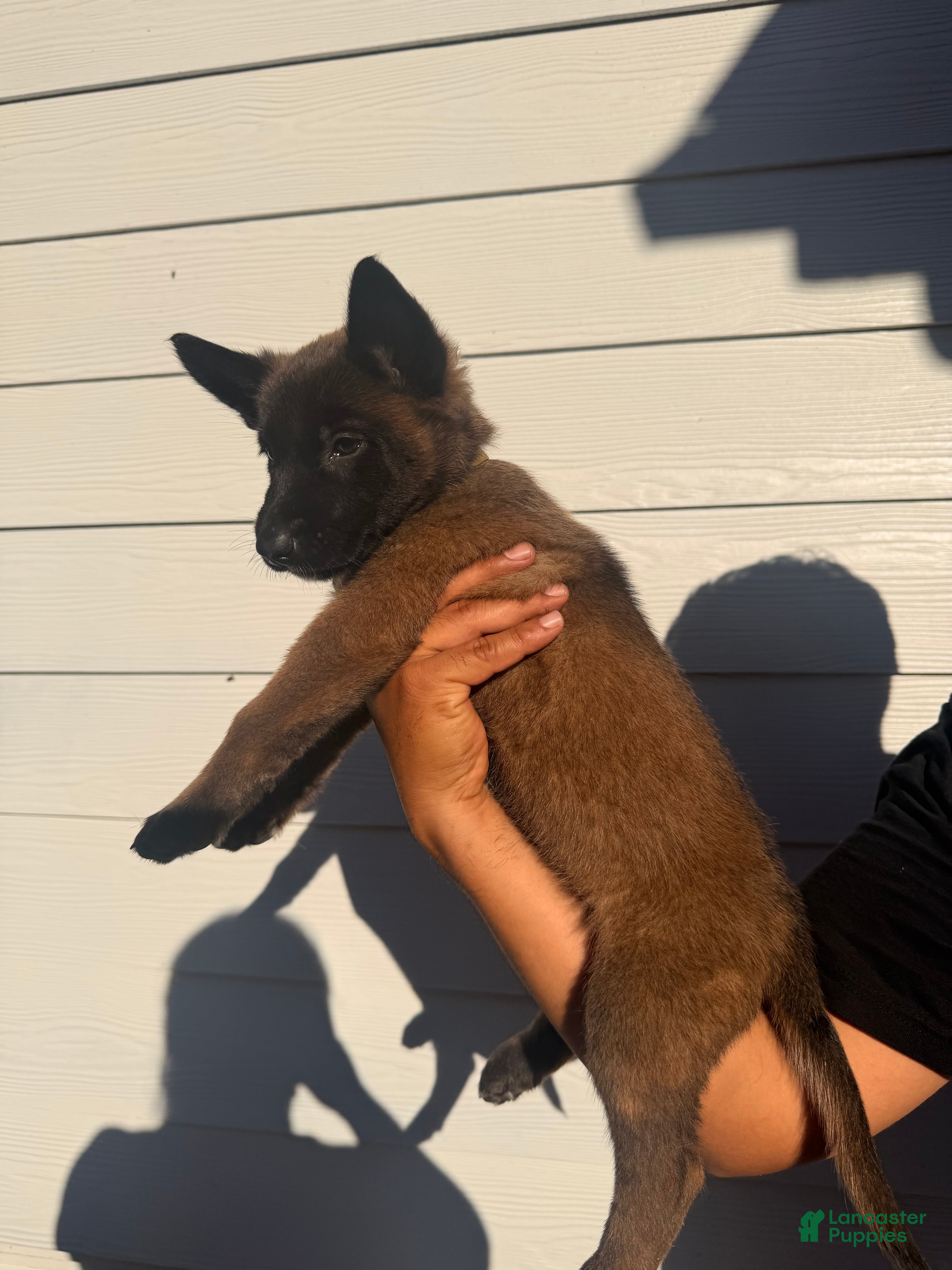 Belgian Malinois dogs for sale: Yellow collar - Ad 5