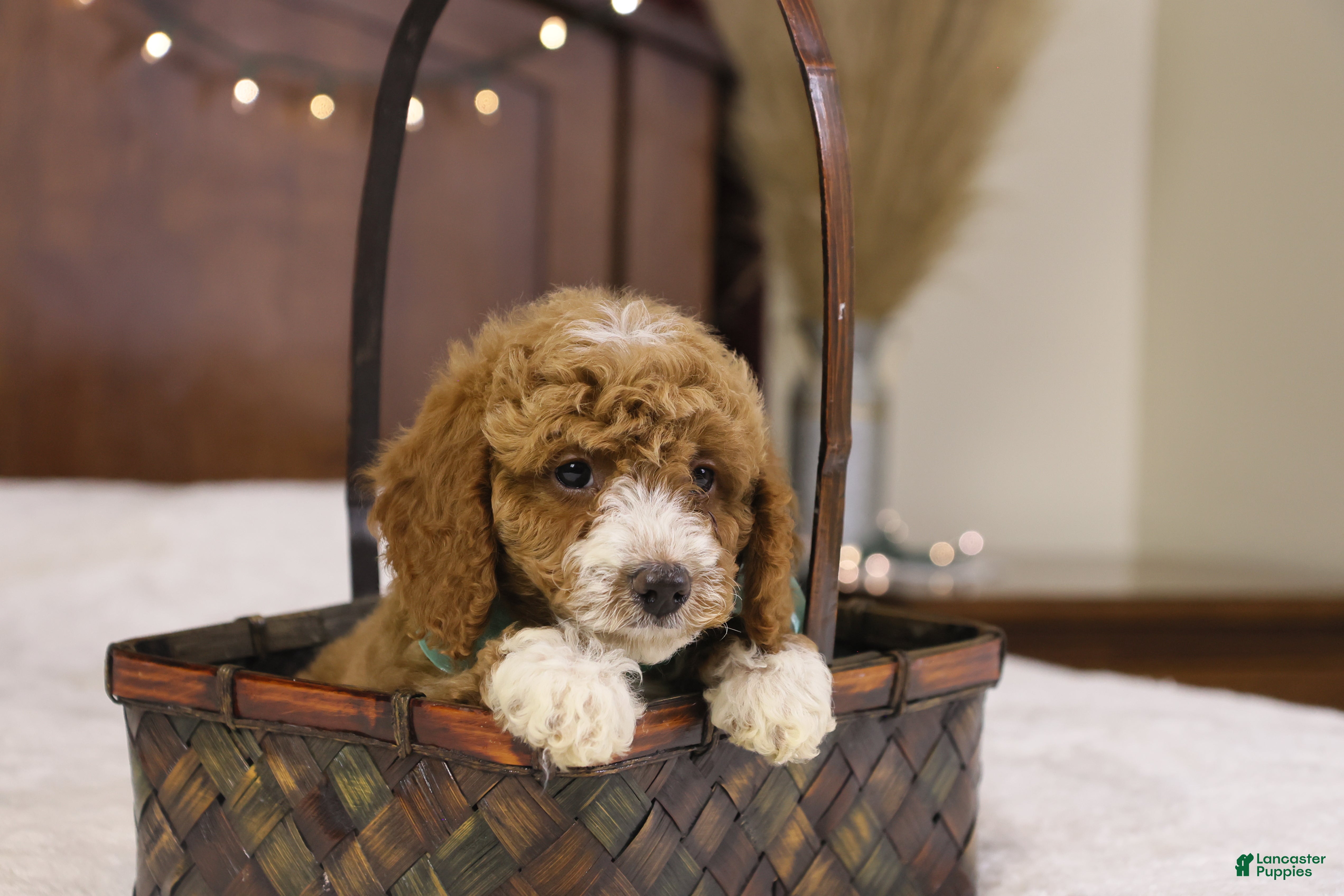 Goldendoodle dogs Ralphie - Ad 2