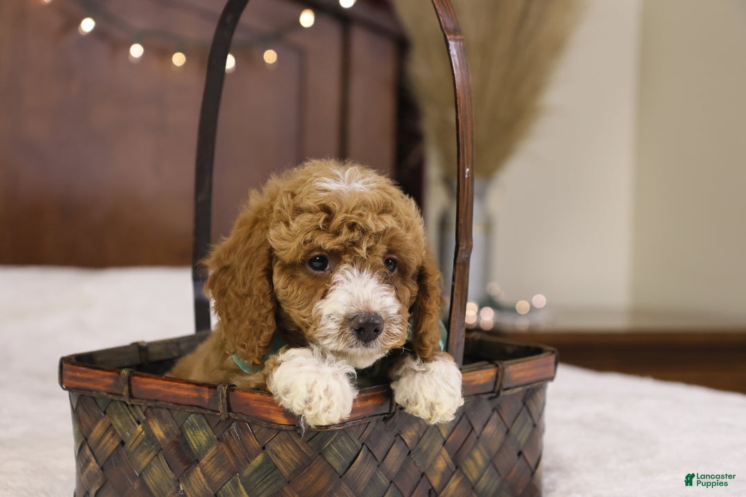 Goldendoodle dogs for sale: Ralphie - Ad 2