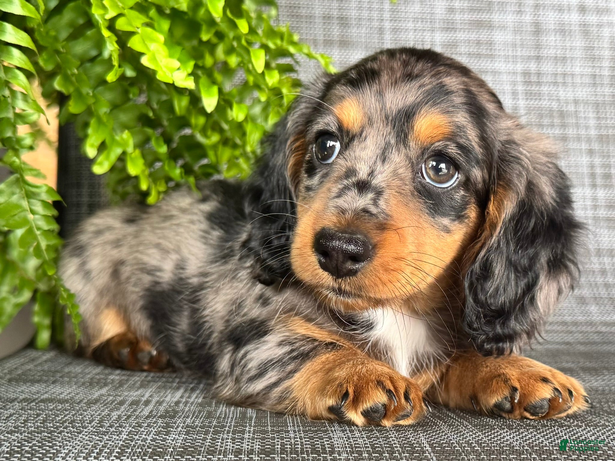 Dachshund dogs Shelly - Ad 2