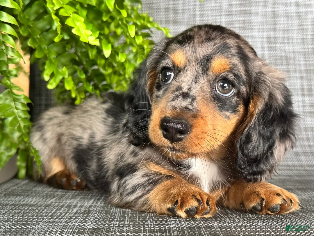 Dachshund dogs for sale: Shelly - Ad 2