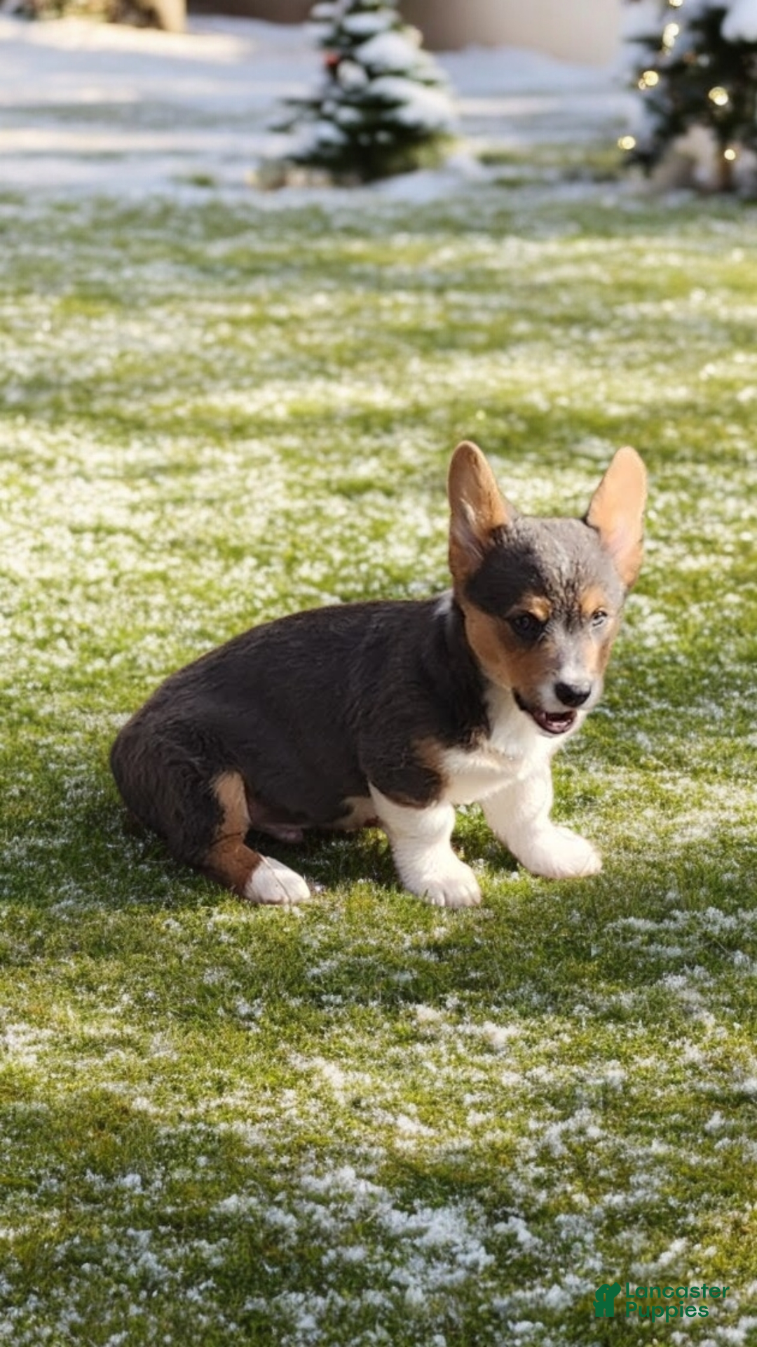 Welsh Corgi Pembroke dogs for sale: Abel Bluie - Ad 8