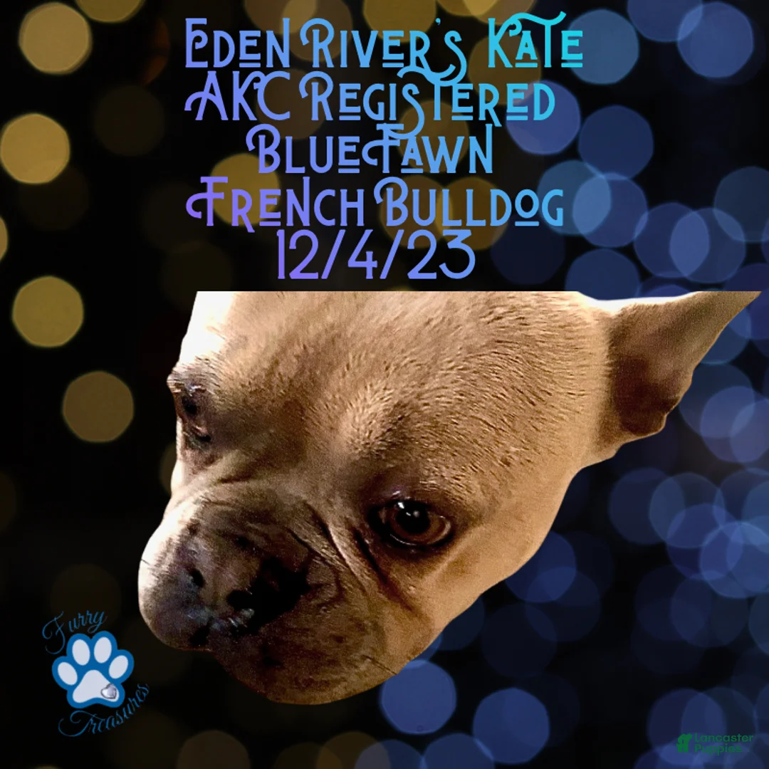 French Bulldog dogs for sale: Quentyn “Yellow” Collar, Male - Ad 13